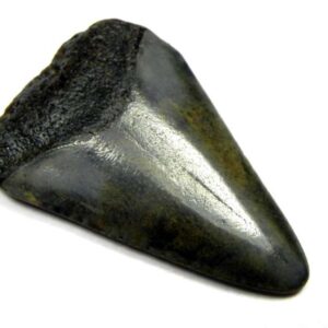 Fossil Great White Tooth