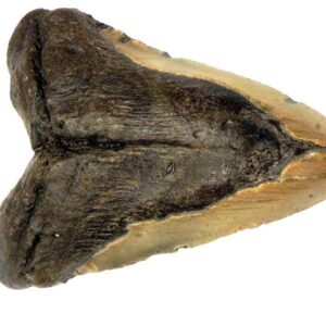 Megalodon Tooth