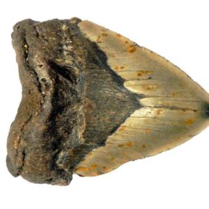 Megalodon Tooth
