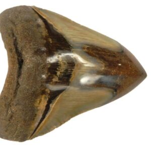 Polished Megalodon Tooth
