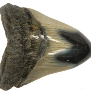 Polished Megalodon Tooth