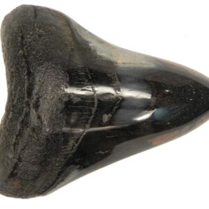 Polished Megalodon Tooth