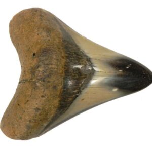 Polished Megalodon Tooth