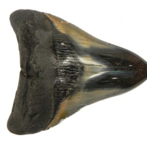 Polished Megalodon Tooth