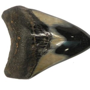 Polished Megalodon Tooth