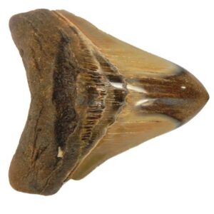 Polished Megalodon Tooth