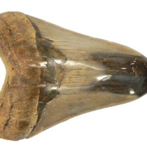 Polished Megalodon Tooth