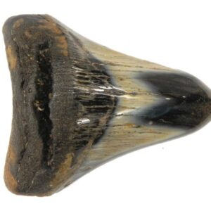 Polished Megalodon Tooth
