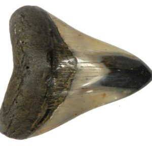 Polished Megalodon Tooth