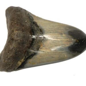 Polished Megalodon Tooth
