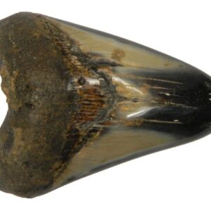 Polished Megalodon Tooth