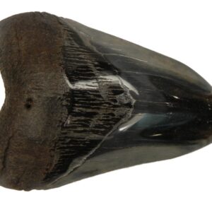 Polished Megalodon Tooth
