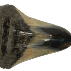 Polished Megalodon Tooth
