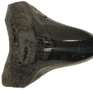 Polished Megalodon Tooth
