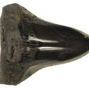 Polished Megalodon Tooth