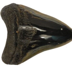 Polished Megalodon Tooth