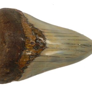 Polished Megalodon Tooth