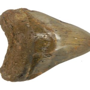 Polished Megalodon Tooth