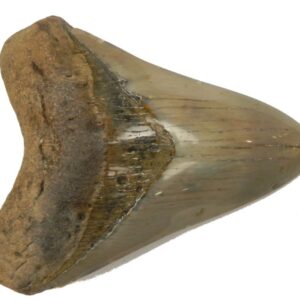 Polished Megalodon Tooth
