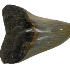 Polished Megalodon Tooth