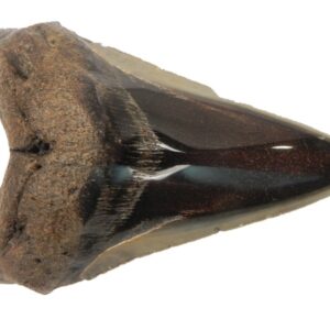 Polished Megalodon Tooth