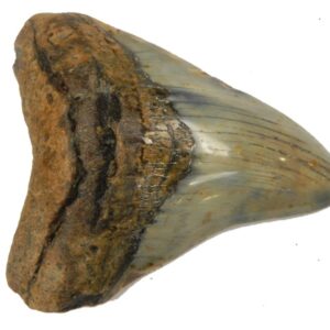 Polished Megalodon Tooth