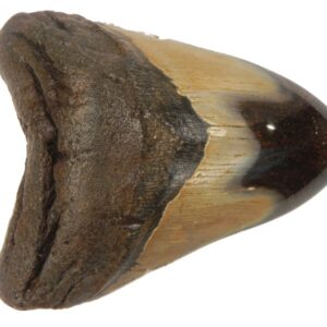 Polished Megalodon Tooth