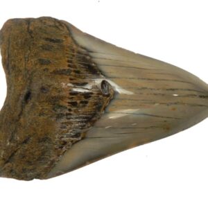 Polished Megalodon Tooth