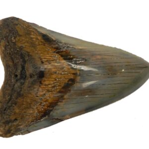 Polished Megalodon Tooth