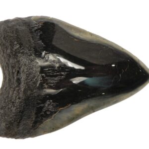 Polished Megalodon Tooth
