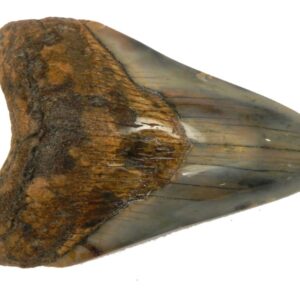 Polished Megalodon Tooth
