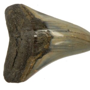 Polished Megalodon Tooth