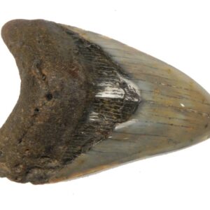 Polished Megalodon Tooth