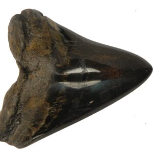 Polished Megalodon Tooth