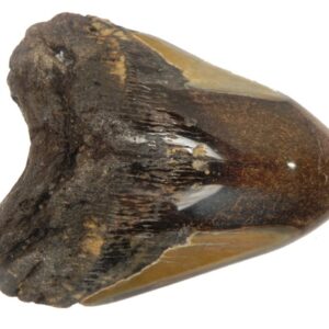 Polished Megalodon Tooth