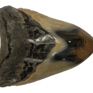 Polished Megalodon Tooth