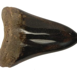 Polished Megalodon Tooth