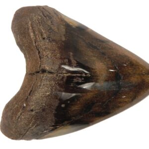 Polished Megalodon Tooth