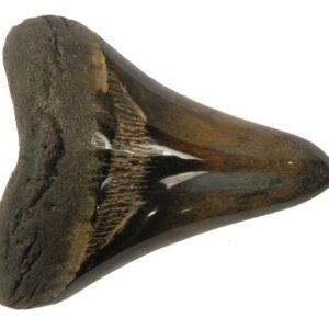 Polished Megalodon Tooth