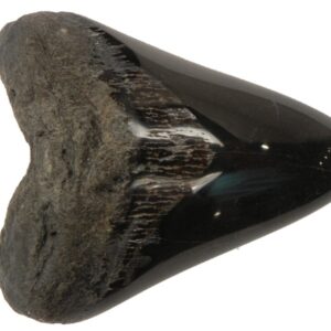 Polished Megalodon Tooth