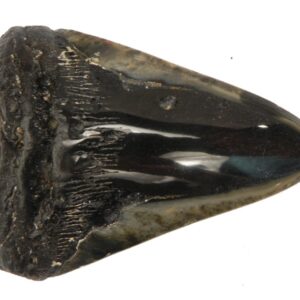 Polished Megalodon Tooth