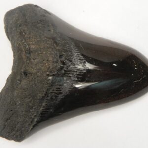 Polished Megalodon Tooth