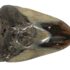 Polished Megalodon Tooth