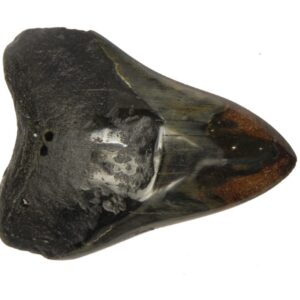 Polished Megalodon Tooth