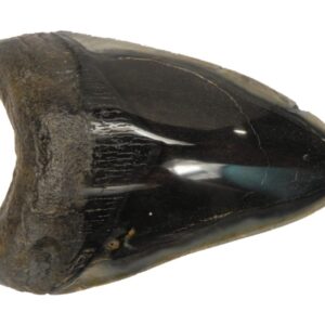 Polished Megalodon Tooth