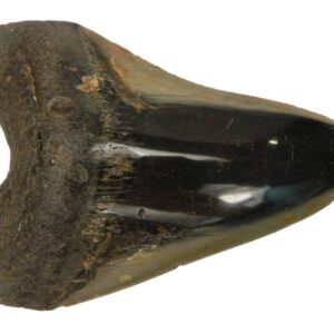 Polished Megalodon Tooth
