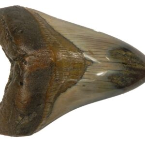 Polished Megalodon Tooth