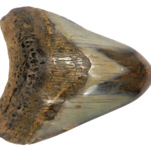 Polished Megalodon Tooth