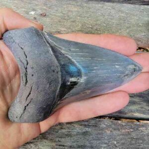 High-quality Megalodon tooth fossil, featuring natural coloration and excellent preservation