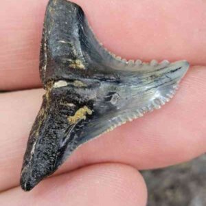 Hemipristis Shark Tooth